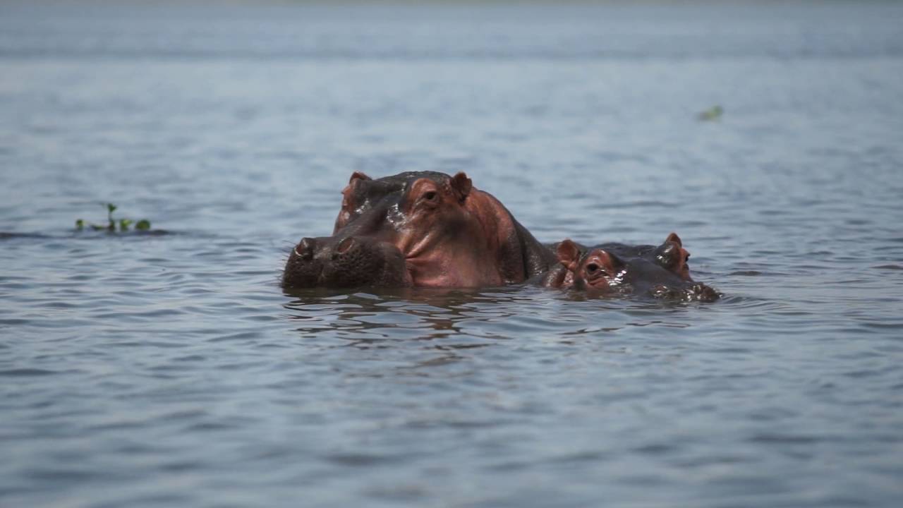 2016 Lake Naivasha National Park Kenia