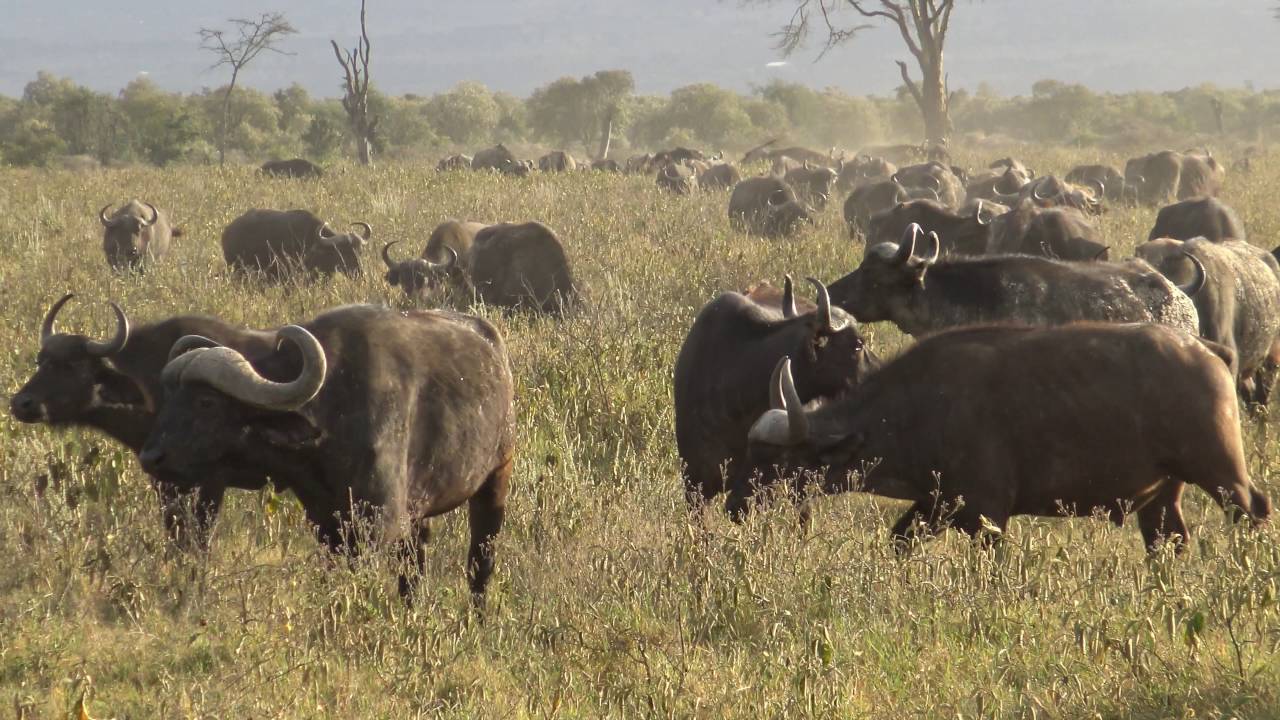 2016 Lake Nakuru Nationalpark Kenia